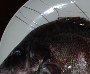 包公鱼的营养价值（包公鱼的营养价值禁忌）