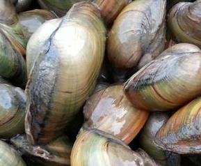 河蚌的营养价值与功效(河蚌的营养价值与功效与作用)