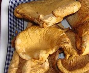 元蘑怎么做好吃（元蘑怎么做好吃视频青蘑菇怎么做好吃）