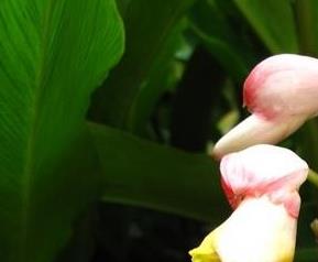 艳山姜的功效与作用 艳山姜的功效与作用是什么