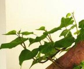 怎样制作红薯盆栽（怎样制作红薯盆栽盆景）