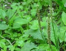 车前草的功效（车前草的功效和作用及禁忌）