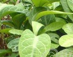 龙利叶的功效与作用 龙利叶的功效与作用 龙利叶的使用禁忌