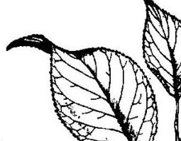 杜仲的吃法 杜仲的吃法?