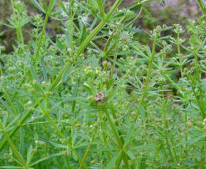 八仙草的功效作用与药用价值 八仙草的功效作用与药用价值?草