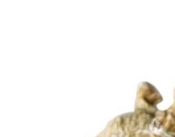 西洋参的功效和作用 西洋参的功效和作用及食用禁忌