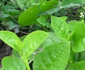 歪头菜怎么做好吃(歪头菜图片)