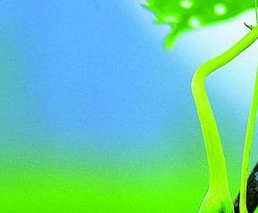 丝瓜轮纹斑病病原和防治方法 丝瓜轮纹病危害症状