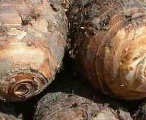 发了芽的芋头能吃吗（发了芽的芋头能不能吃?）