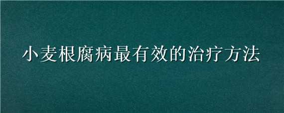 小麦根腐病最有效的治疗方法 小麦根腐病最有效的治疗方法用什么药