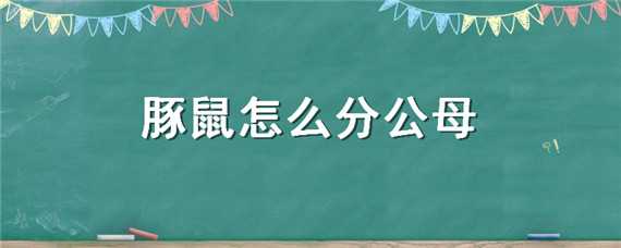 豚鼠怎么分公母 豚鼠怎么分公母图解