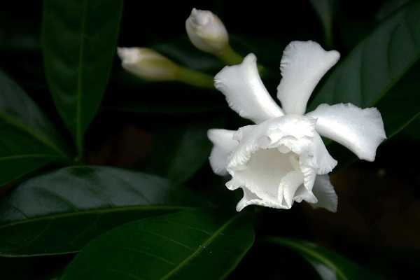 狗牙花像狗牙吗，唯美狗牙花图片欣赏