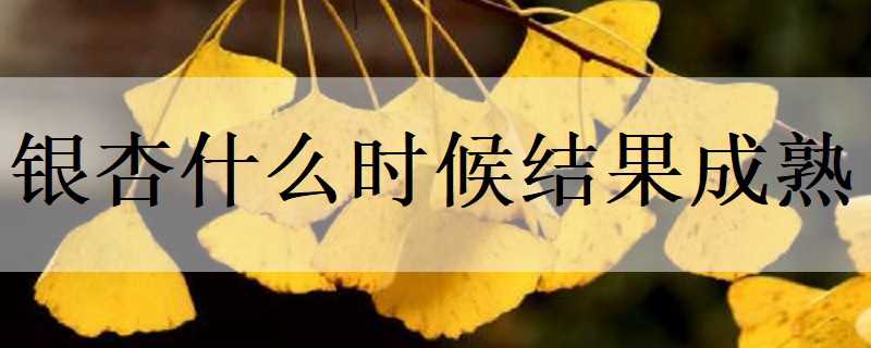 银杏什么时候结果成熟（银杏什么时候结果成熟季节）