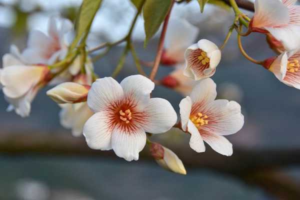 木油桐开花吗