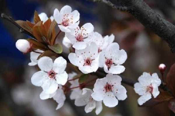 樱花什么季节开，盛开时间是几月份 樱花什么季节开,盛开时间是几月份的