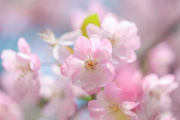 海棠什么季节开花，花期如何养护（海棠什么季节开花,花期如何养护呢）