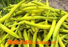 鲜黄花菜的营养价值和功效 新鲜黄花菜的营养价值及功效