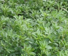 野菜白毫泡水喝的作用（野菜白毫功效）