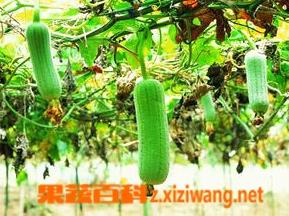 什么是丝瓜 丝瓜别名是什么