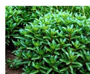 救心菜图片 救心菜图片 副作用