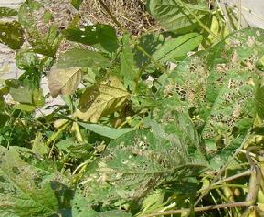 毛豆营养价值（毛豆营养价值高吗）