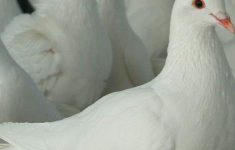 肉鸽常规饲养管理技术 肉鸽常规饲养管理技术规程