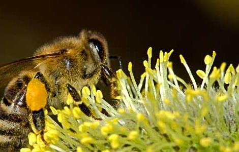 蜜蜂冬季养殖技术
