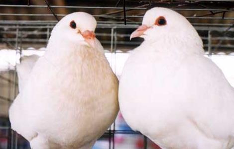 肉鸽养殖前景怎么养(肉鸽养殖成本与前景)