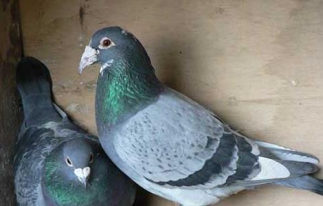 鸽子的生活习性（鸽子的生活特点）