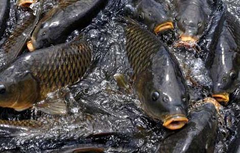 淡水鱼的三种养殖方式（淡水养殖什么鱼）