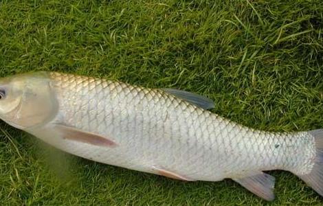 草鱼的生活习性 草鱼喜欢生活在什么地方