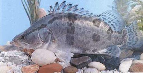 鳜鱼连片池塘养殖技术（套养鳜鱼养殖技术）