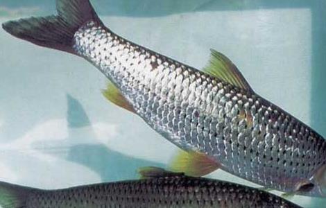 赤眼鳟苗种培育技术 赤眼鳟苗种培育技术与管理