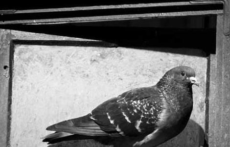 肉鸽养殖的用药注意事项（肉鸽养殖的日常用药）