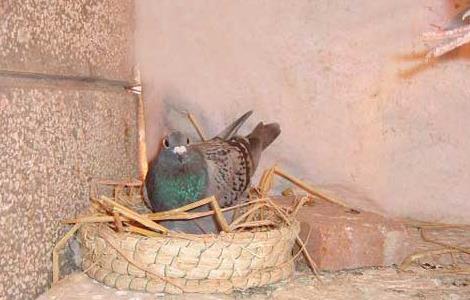 养殖肉鸽的孵化技术 养殖肉鸽的孵化技术和管理