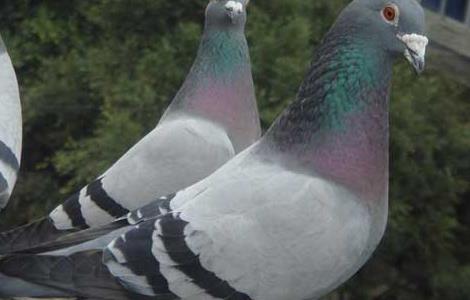 肉鸽养殖的前期准备工作 肉鸽养殖的前期准备工作内容
