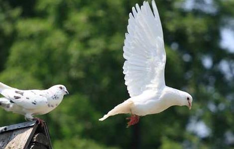 肉鸽养殖管理的基本知识 肉鸽的饲养管理要点