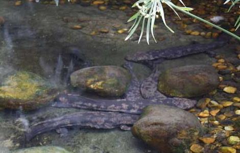 娃娃鱼养殖的日常管理（娃娃鱼养殖的日常管理要点）