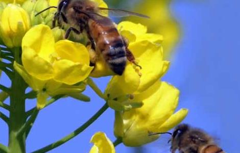 蜂群的合并与调整技术 蜂群合并后怎么管理