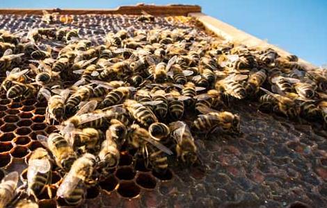 蜂王和王台的诱入 蜜蜂介王台的方法