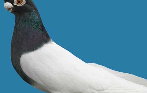 观赏鸽的种类有哪些 观赏鸽的种类有哪些品种