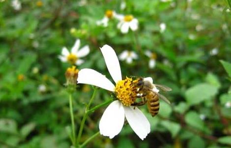 怎样协助蜜蜂对抗天敌 怎样协助蜜蜂对抗天敌呢
