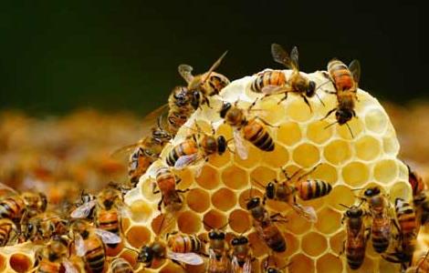 蜜蜂蜂场通常采用的几种消毒方法