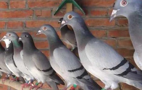 鸽子的营养价值 补药炖鸽子的营养价值