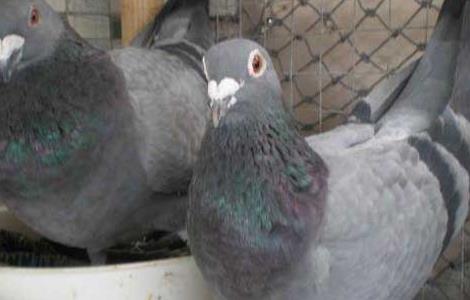 鸽子养殖设备怎么选择 养鸽子需要什么设备