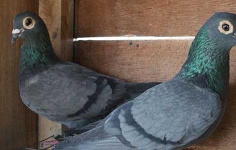养殖肉鸽的孵化技术