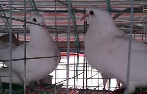 肉鸽的养殖前景（肉鸽的养殖前景如何）