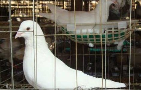 肉鸽的品种有哪些（肉鸽属于什么品种）