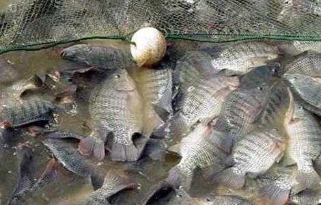 罗非鱼的网箱养殖技术 网箱养罗非鱼要多长时间