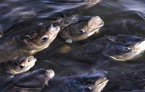 鱼类浮头的几种情况及应对措施 鱼浮头的原因是什么?应采取怎样的措施?